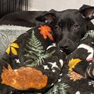 Shelter Stray Female Dog last seen , 2700 Walnut Pl, St. Louis, MO 63103, USA