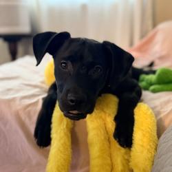 Shelter Stray Male Dog last seen , 2700 Walnut Pl, St. Louis, MO 63103, USA