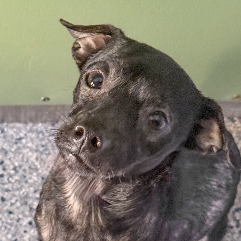 Shelter Stray Male Dog last seen , 3173 K-68 Hwy, Ottawa, KS 66067, USA