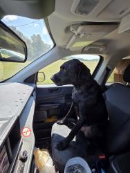 Found/Stray Male Dog last seen South of McLemore resort on GA-157, Rising Fawn, GA 30738