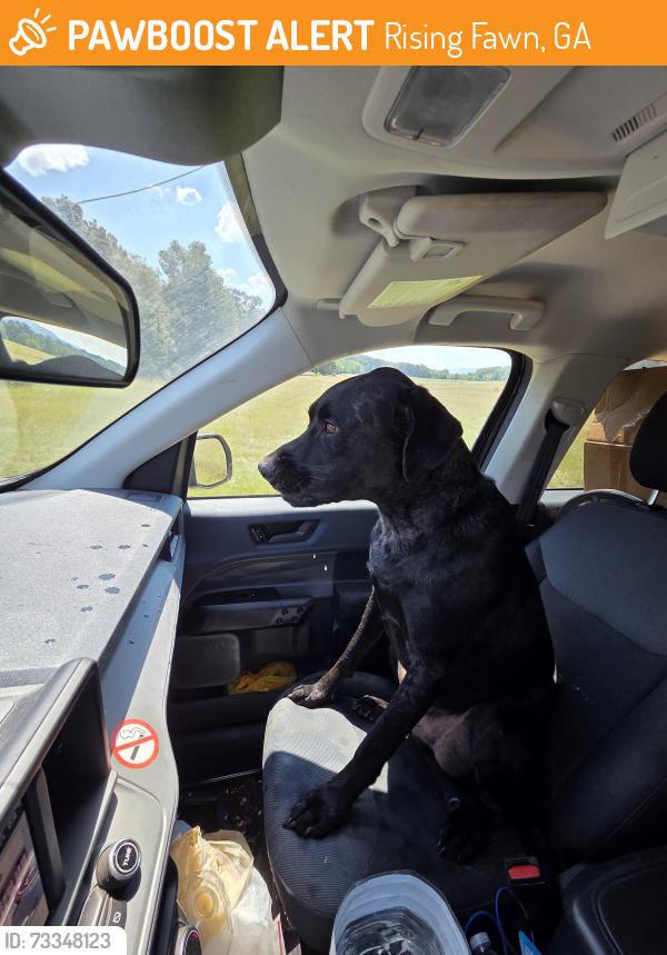 Found/Stray Male Dog last seen South of McLemore resort on GA-157, Rising Fawn, GA 30738
