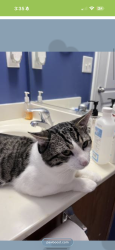 Lost Male Cat last seen Merryweather Rd, Greensboro, NC 27407