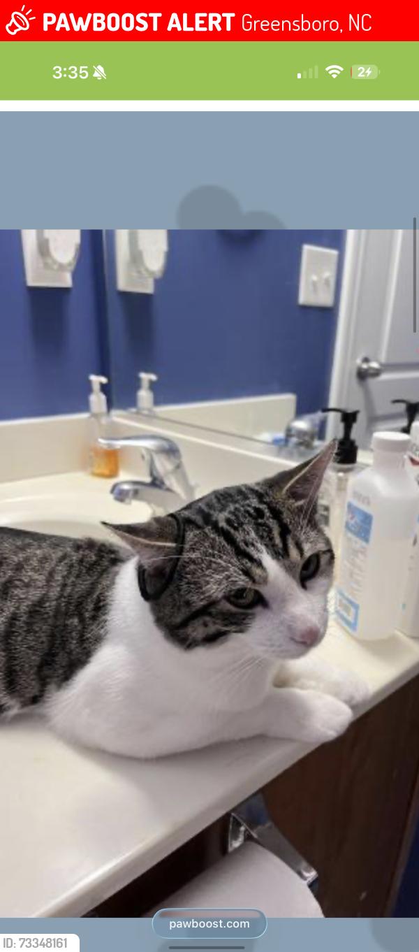 Lost Male Cat last seen Merryweather Rd, Greensboro, NC 27407