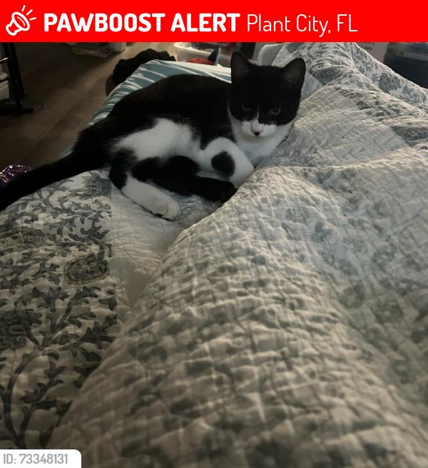 Lost Male Cat last seen Corner of Mendonsa and Woodside Dr, Plant City, FL 33563