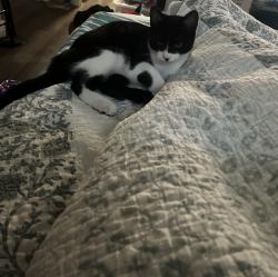 Lost Male Cat last seen Corner of Mendonsa and Woodside Dr, Plant City, FL 33563