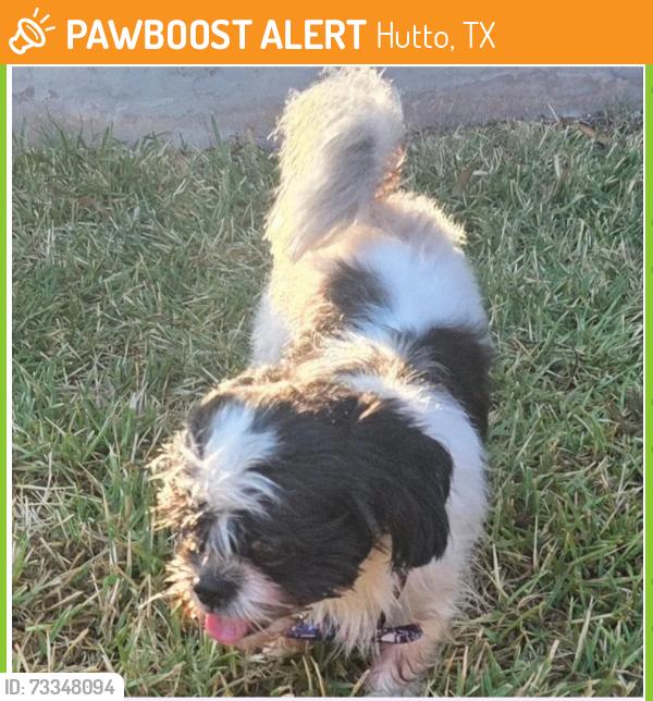 Found/Stray Male Dog last seen Carl Stern & South Creek Bend, Hutto, TX 78634
