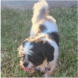 Found/Stray Male Dog last seen Carl Stern & South Creek Bend, Hutto, TX 78634