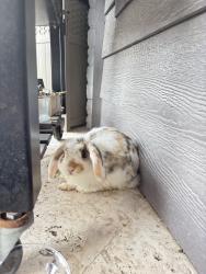 Found/Stray Unknown Rabbit last seen Country Club, Brownsville, TX 78520
