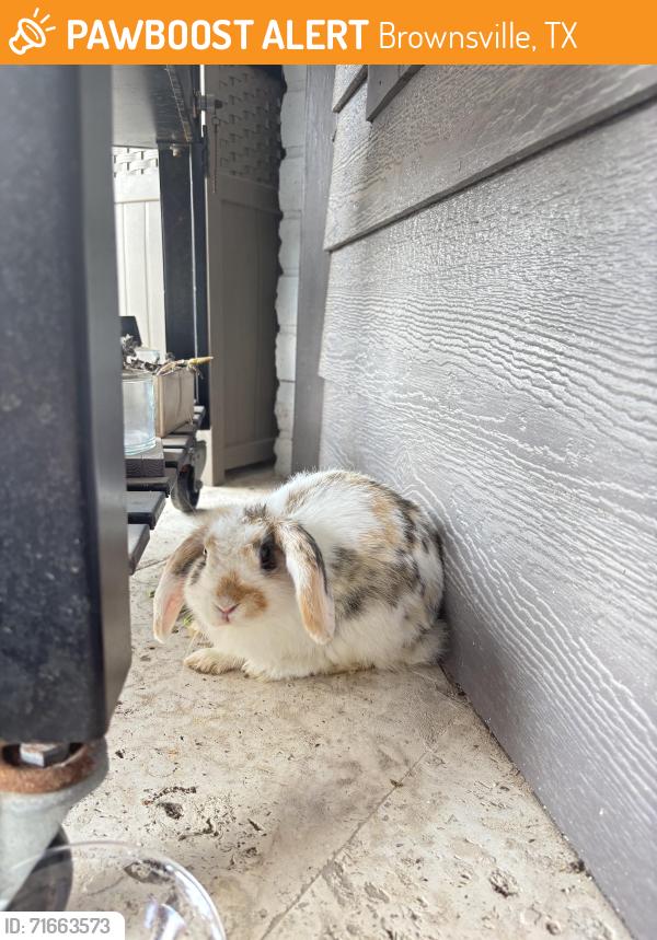 Found/Stray Unknown Rabbit last seen Country Club, Brownsville, TX 78520