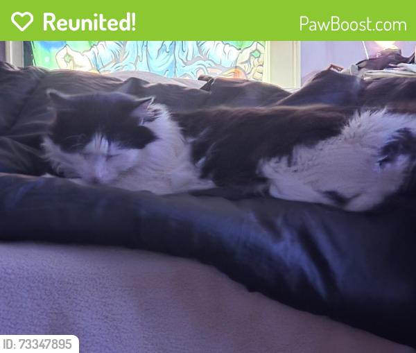 Reunited Male Cat last seen Rolling and Overlook, Greensboro, NC 27403