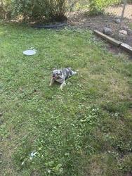 Found/Stray Female Dog last seen I75 Service Dr & John R, between Meyers and 9 Mile, Hazel Park, MI 48030