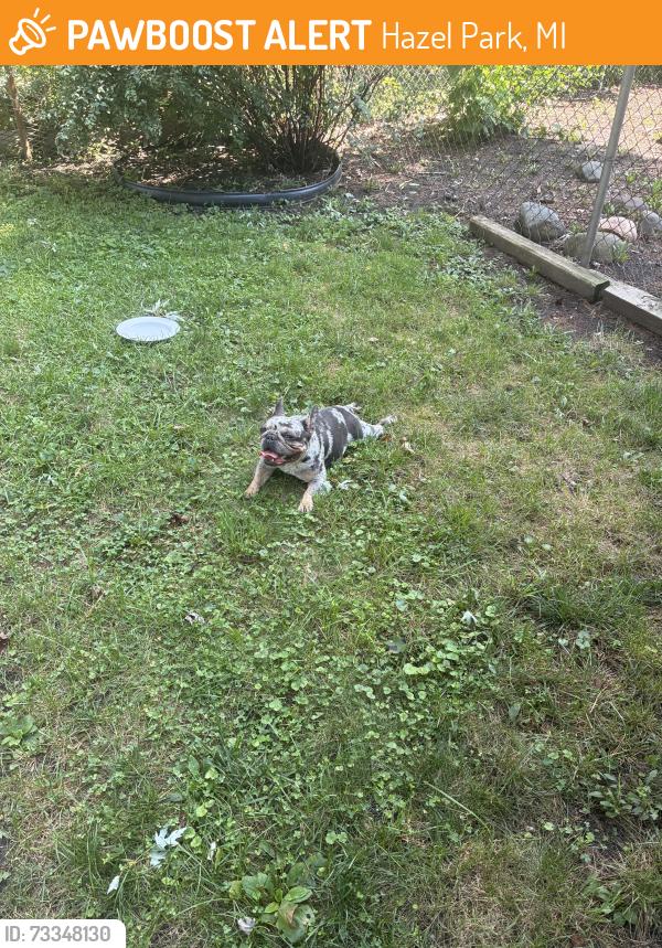 Found/Stray Female Dog last seen I75 Service Dr & John R, between Meyers and 9 Mile, Hazel Park, MI 48030