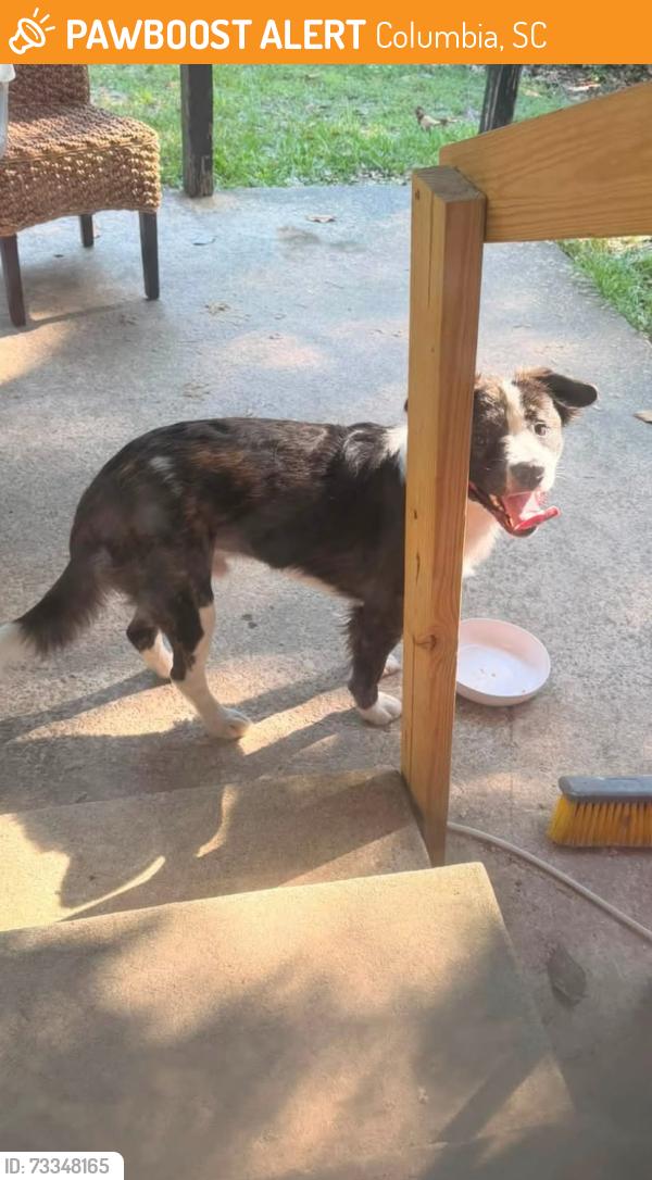 Found/Stray Male Dog last seen Found on LeGrand Road, Columbia, SC 29223
