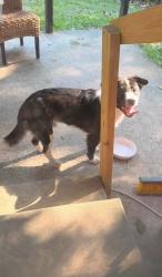 Found/Stray Male Dog last seen Found on LeGrand Road, Columbia, SC 29223