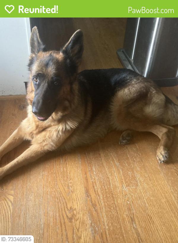 Reunited Female Dog last seen Corner Alamance Rd & Hoskins Rd, Burlington, NC 27215