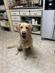 Reunited Male Dog last seen SW Derry Dell Ct, Tigard, OR 97223