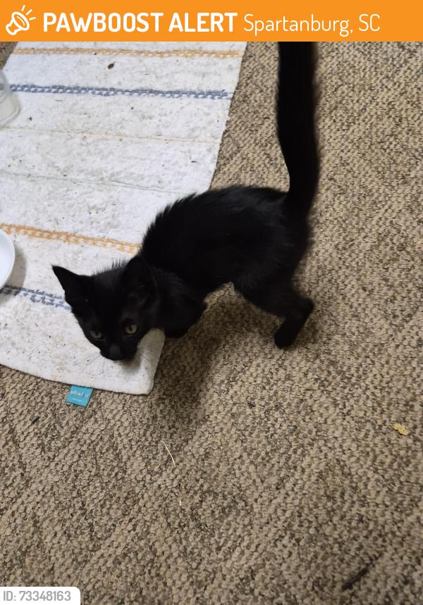 Rehomed Female Cat last seen Maid Marion and Cedar Springs, Spartanburg, SC 29302