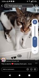 Lost Female Cat last seen Port malabar, Palm Bay, FL 32905