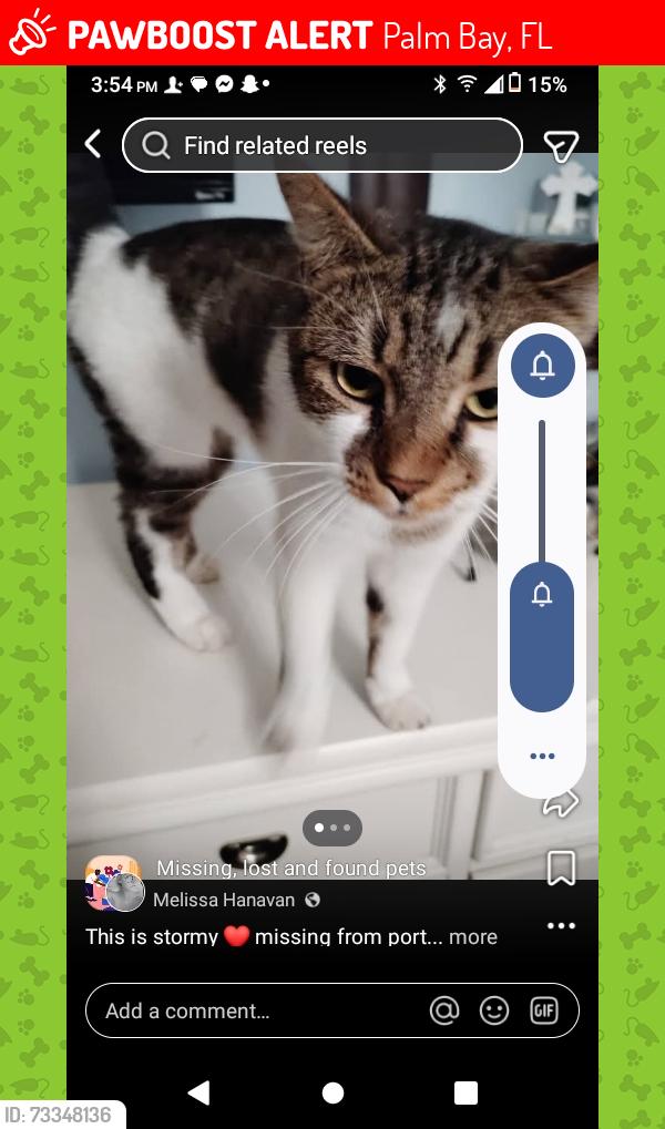 Lost Female Cat last seen Port malabar, Palm Bay, FL 32905