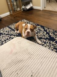 Reunited Male Dog last seen Ashwood terrace, Chattanooga, TN 37415