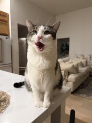 Lost Male Cat last seen Old Faithful and Yellowstone, Cheyenne, WY 82009