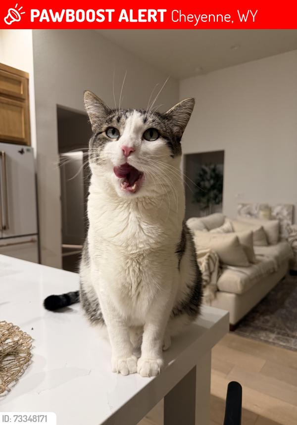 Lost Male Cat last seen Old Faithful and Yellowstone, Cheyenne, WY 82009