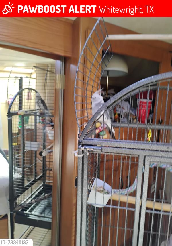 Lost Male Bird last seen Texas hwy 11 Whitewright North Texas RV Park, Whitewright, TX 75491