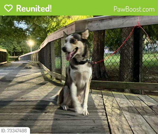 Reunited Male Dog last seen Near Kimball Dr, Ocoee FL 34761, Ocoee, FL 34761