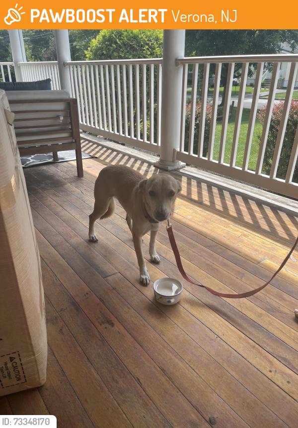 Found/Stray Female Dog last seen Fairview and Valley view road (Verona), Verona, NJ 07044