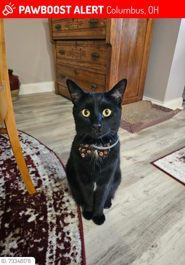 Lost Male Cat last seen Brittany place cndmniums, Columbus, OH 43221