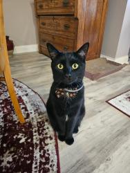 Lost Male Cat last seen Brittany place cndmniums, Columbus, OH 43221