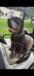 Lost Male Dog last seen E Palmetto St & Old Francis Marion Hwy near Fair grounds, Florence, SC 29501