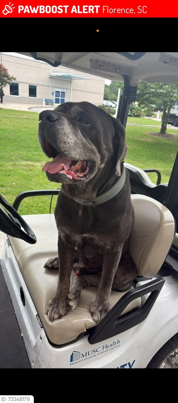 Lost Male Dog last seen E Palmetto St & Old Francis Marion Hwy near Fair grounds, Florence, SC 29501