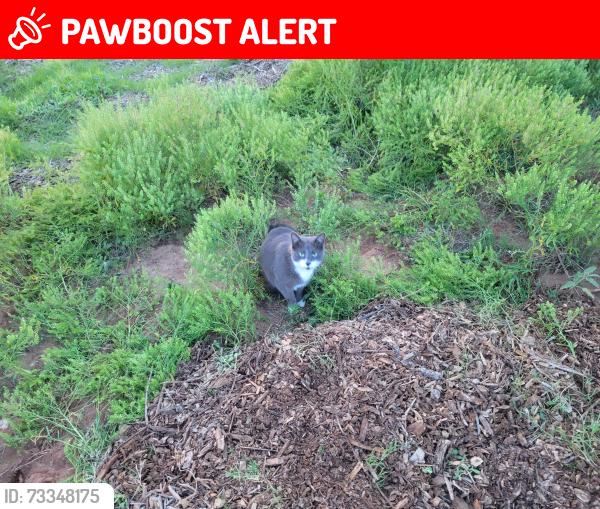 Lost Female Cat last seen Meadowland and academy, Colorado Springs, CO 80918