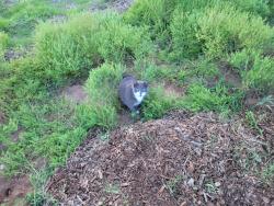 Lost Female Cat last seen Meadowland and academy, Colorado Springs, CO 80918
