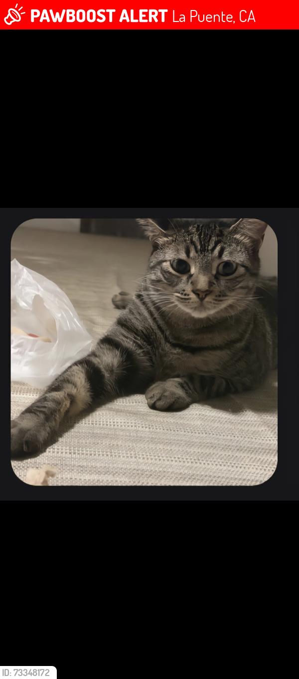 Lost Female Cat last seen Loukleton street near hacienda, La Puente, CA 91744