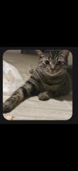 Lost Female Cat last seen Loukleton street near hacienda, La Puente, CA 91744