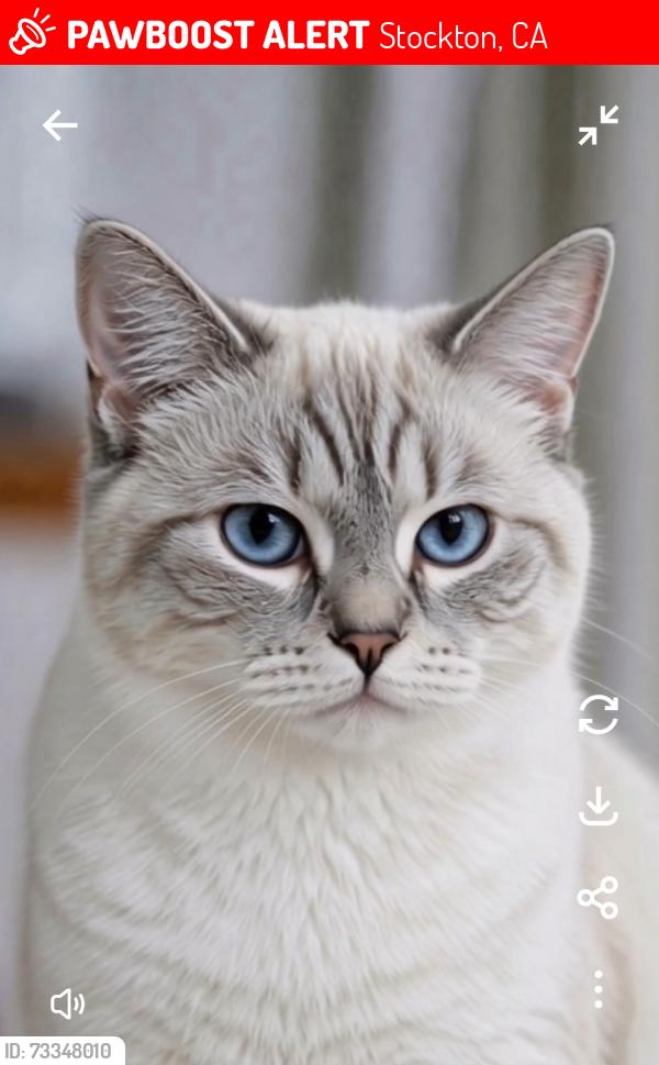 Lost Male Cat last seen Cumberland/Mable Barron School/Laguna Park Appartments, Stockton, CA 95219