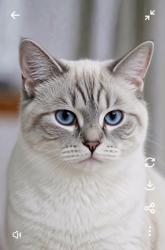 Lost Male Cat last seen Cumberland/Mable Barron School/Laguna Park Appartments, Stockton, CA 95219