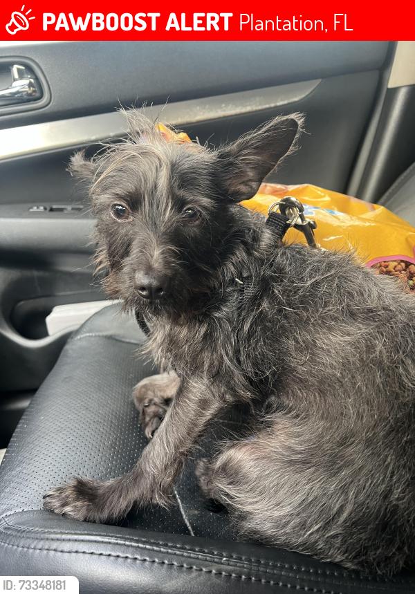 Lost Male Dog last seen west regional library, pine island, Plantation, FL 33313
