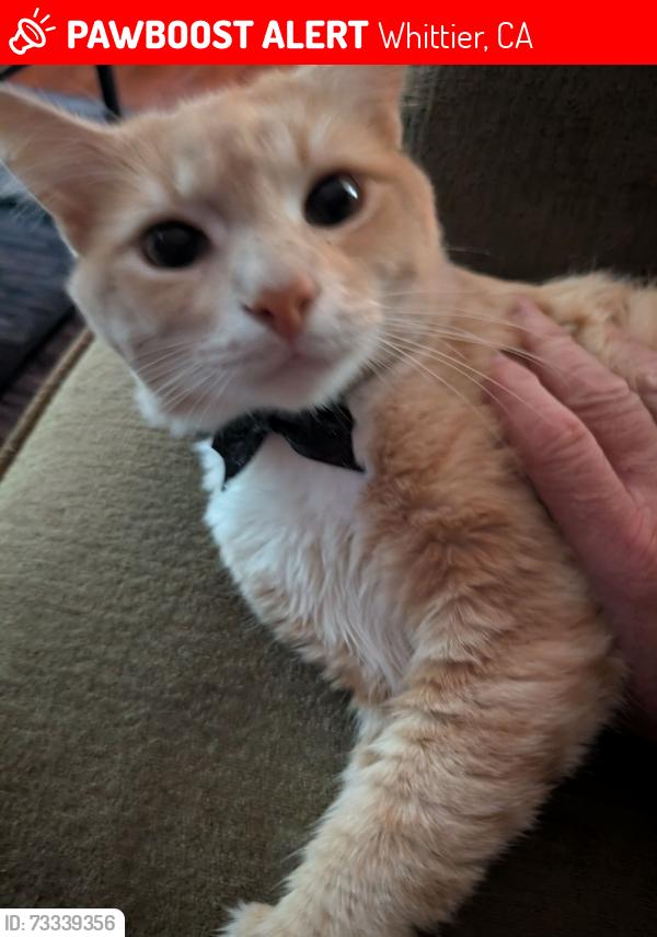 Lost Male Cat last seen Clare street and palm ave, Whittier, CA 90601