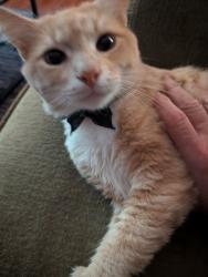 Lost Male Cat last seen Clare street and palm ave, Whittier, CA 90601