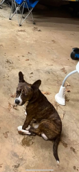 Lost Male Dog last seen Cook rd, Orlinda, TN 37141
