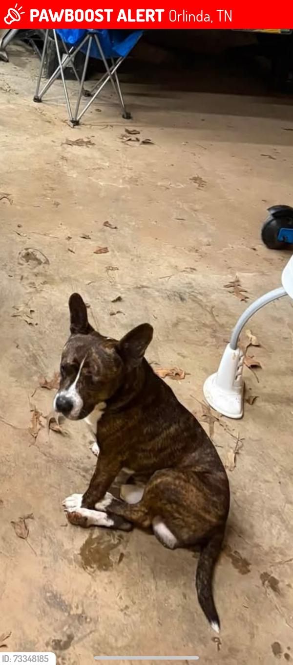 Lost Male Dog last seen Cook rd, Orlinda, TN 37141