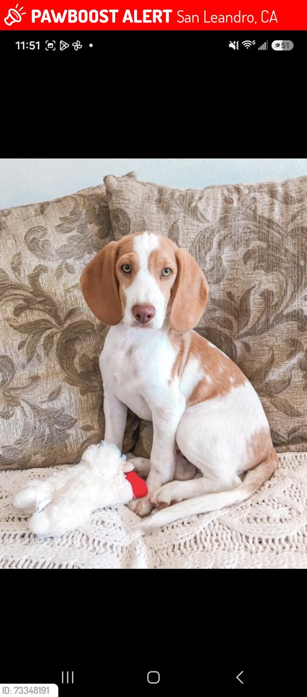 Lost Male Dog last seen East 14 and estudillo, San Leandro, CA 94577