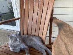 Found/Stray Male Cat last seen Coleman Hill Road / Hwy 96, Rockvale, TN 37153