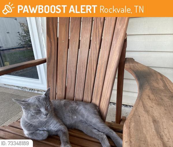 Found/Stray Male Cat last seen Coleman Hill Road / Hwy 96, Rockvale, TN 37153