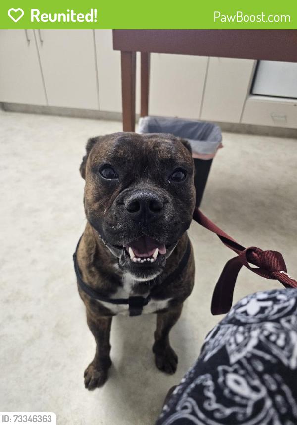 Reunited Male Dog last seen Oak Hollow Dr, California 96022, USA, Tehama County, CA 96022