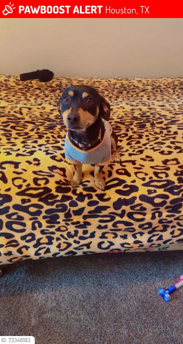Lost Male Dog last seen Banco America, Houston, TX 77063
