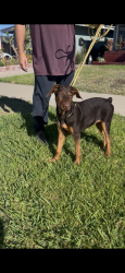 Reunited Female Dog last seen Cambridge ,, Orange, CA 92867